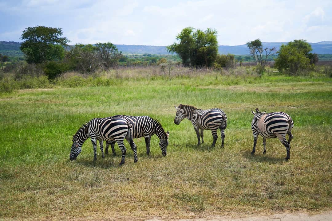 Trasferimento da Dar es Salaam al Mikumi National Park e game drive
