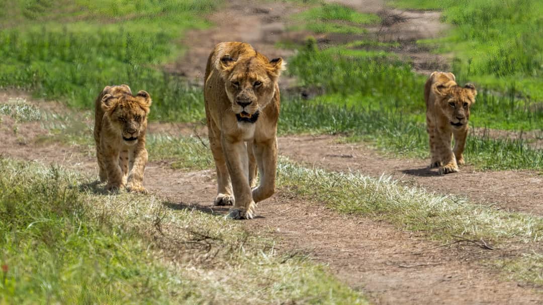 5-Day Tarangire, Serengeti & Ngorongoro Crater Safari photo 2