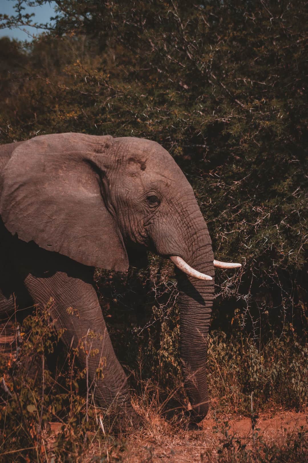 5-Day Masai Mara and Lake Naivasha Private Tour photo 1