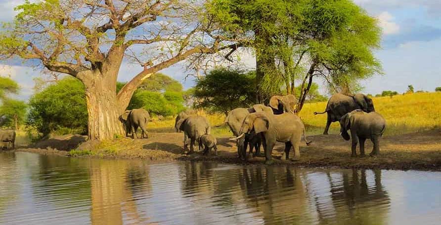 Arusha to Tarangire National Park – Elephant Safari