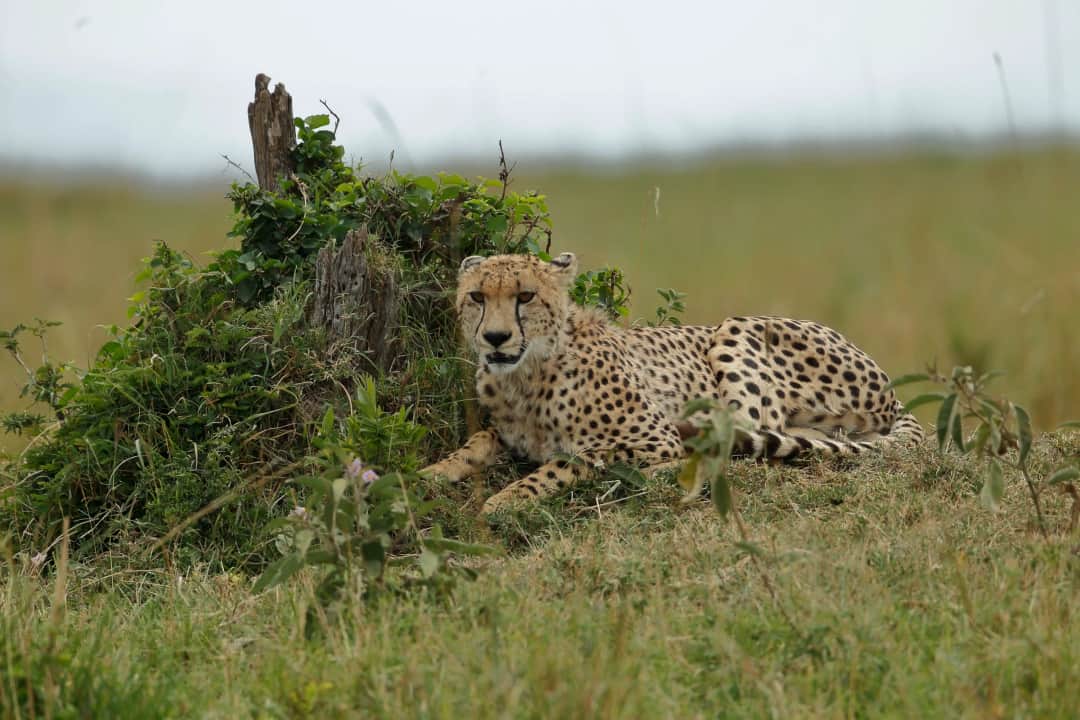 Masai Mara National Reserve