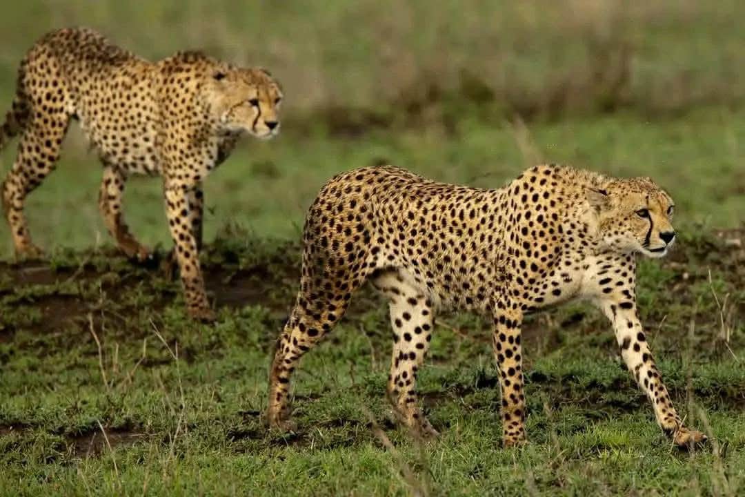 5-Day Day Tanzania Wildlife Safari Adventure photo 5