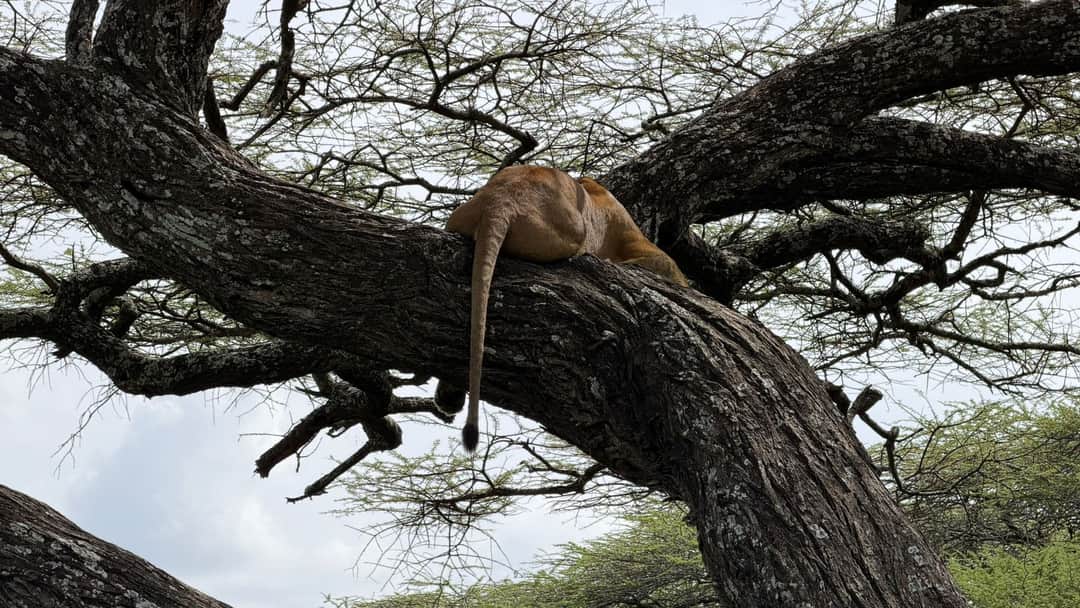 Swahili Safari Escape photo 6