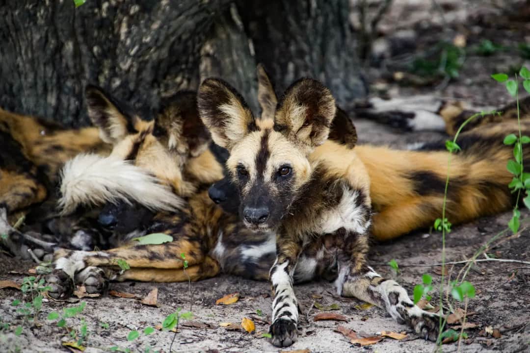 Game Drive in Nyerere National Park