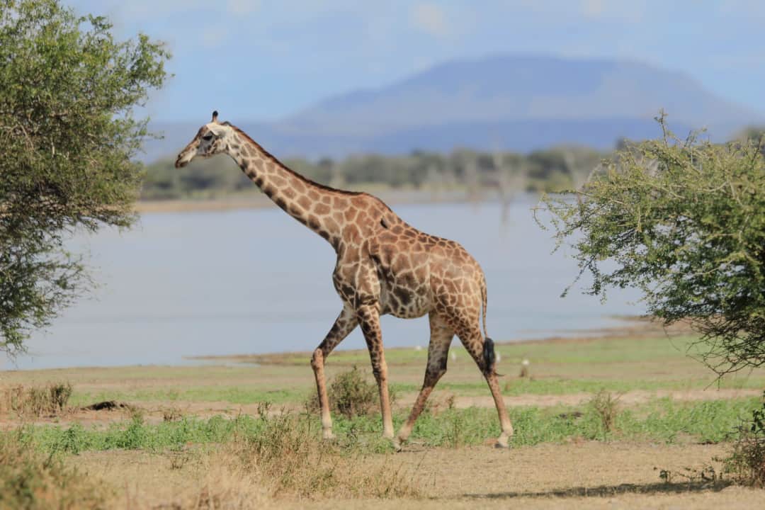 Alfamale Tours & Safaris photo 4