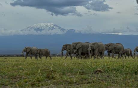 5-Day Bush safari in Kenya Amboseli and Tsavo photo 1