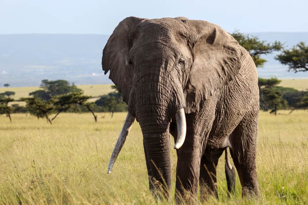 5-tägige Olpejeta, Nakuru, Mara Budget-Tour photo 3