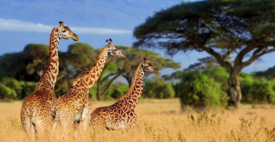 Best Time to Go on Safari in Tanzania: A Month-by-Month Guide