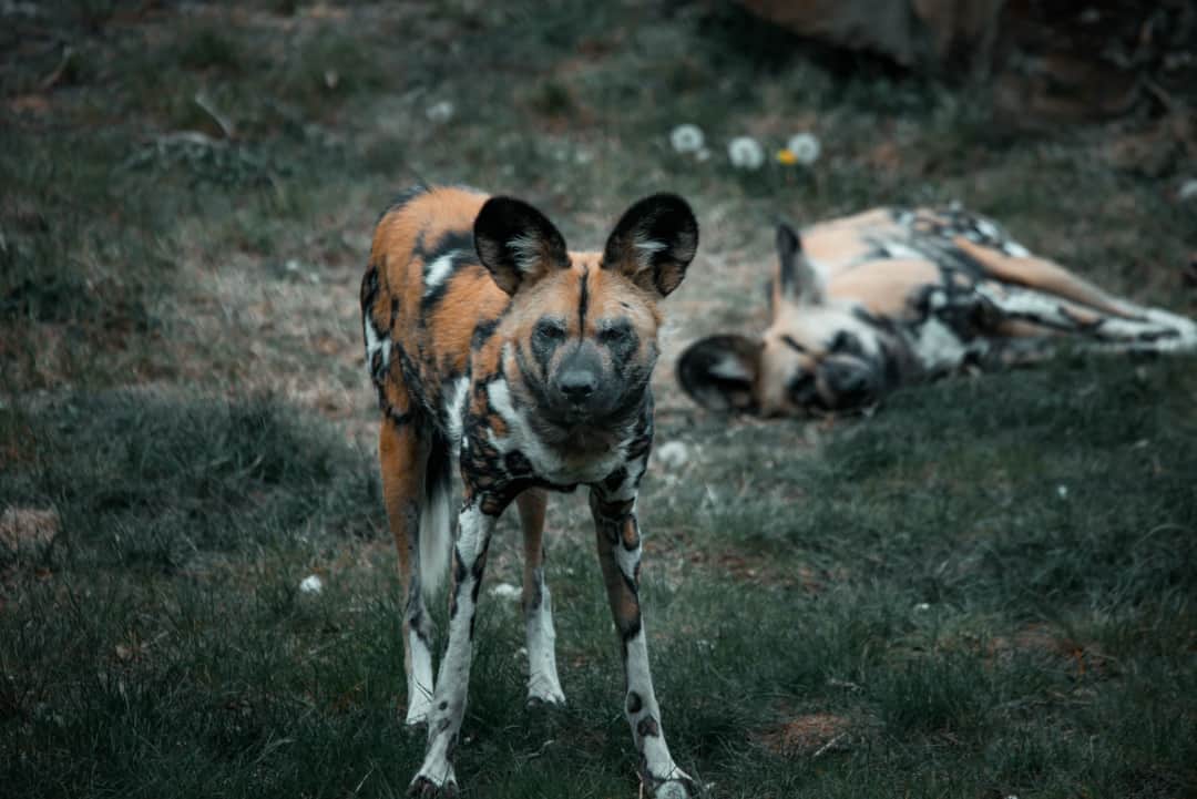 3-Day Northern Circuit Safari photo 4