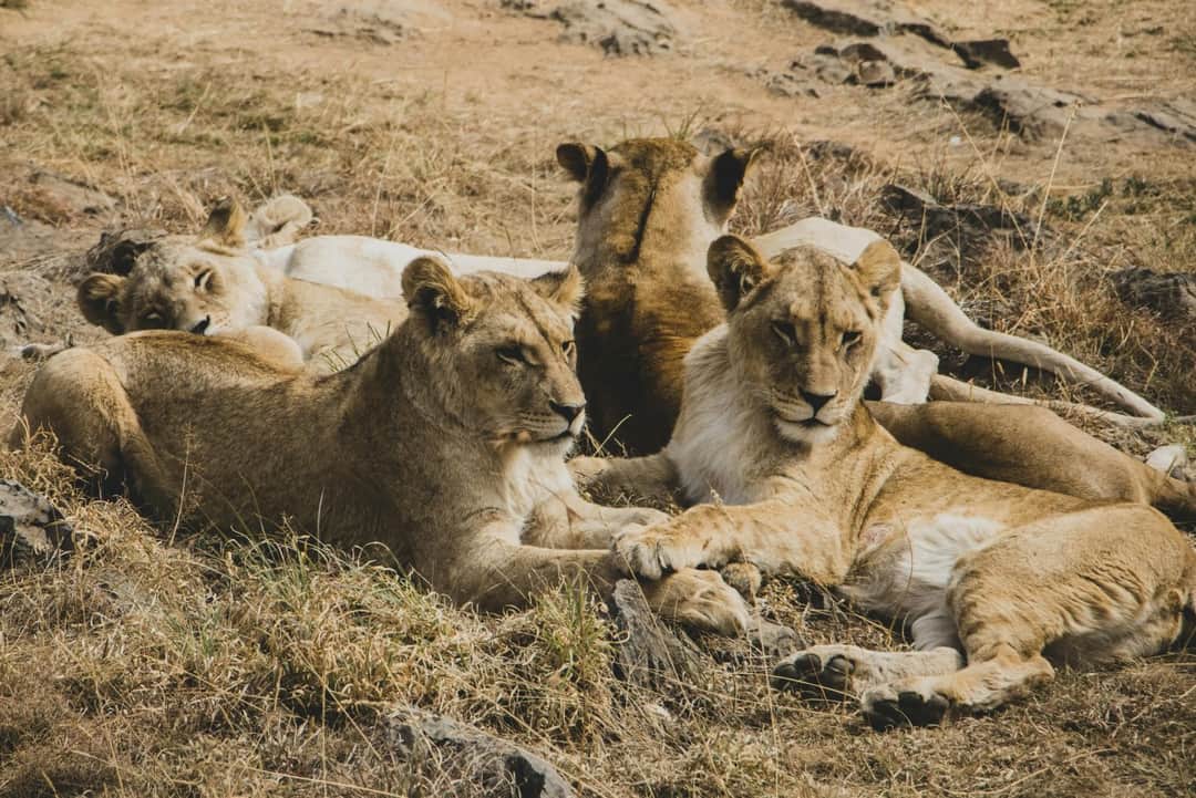 4-Day Whispers of Love in the Wild photo 17
