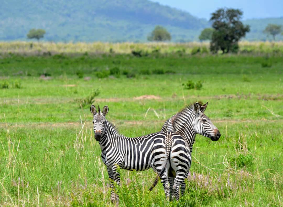 4-Day Fly in from Zanzibar to Kogatende Great Migration photo 6