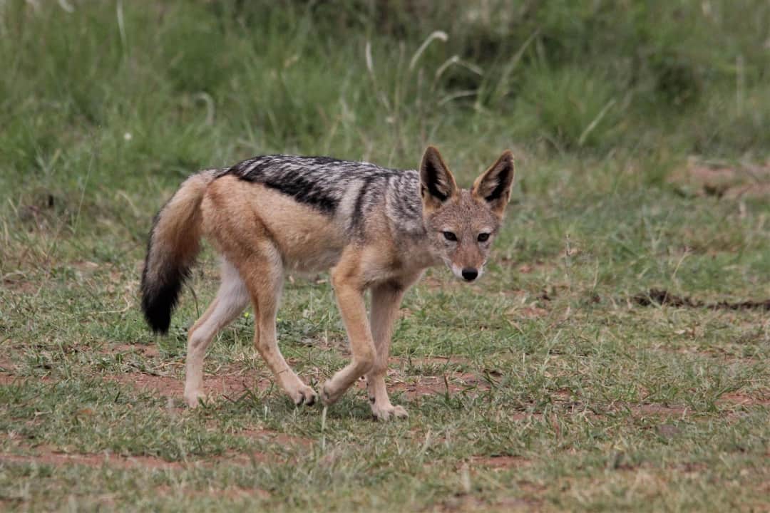5-Day Fly-In Tanzania Safari photo 2