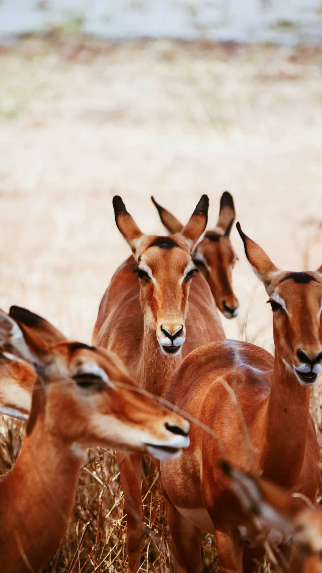 Lake Manyara National Park