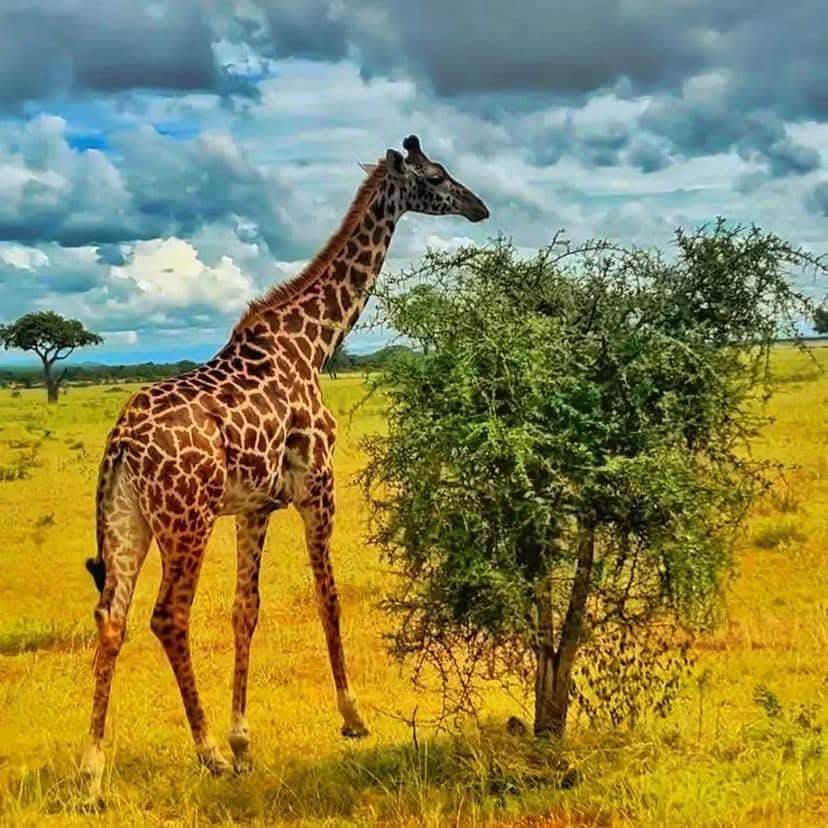 Velocity Zanzibar Tour & Safaris photo 30