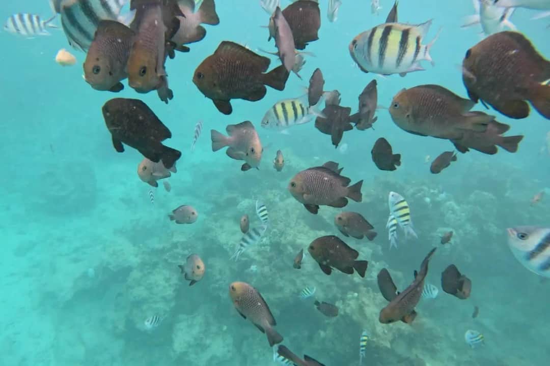1-Day Mnemba Boat Trip and Dolphin Snorkel Adventure photo 5
