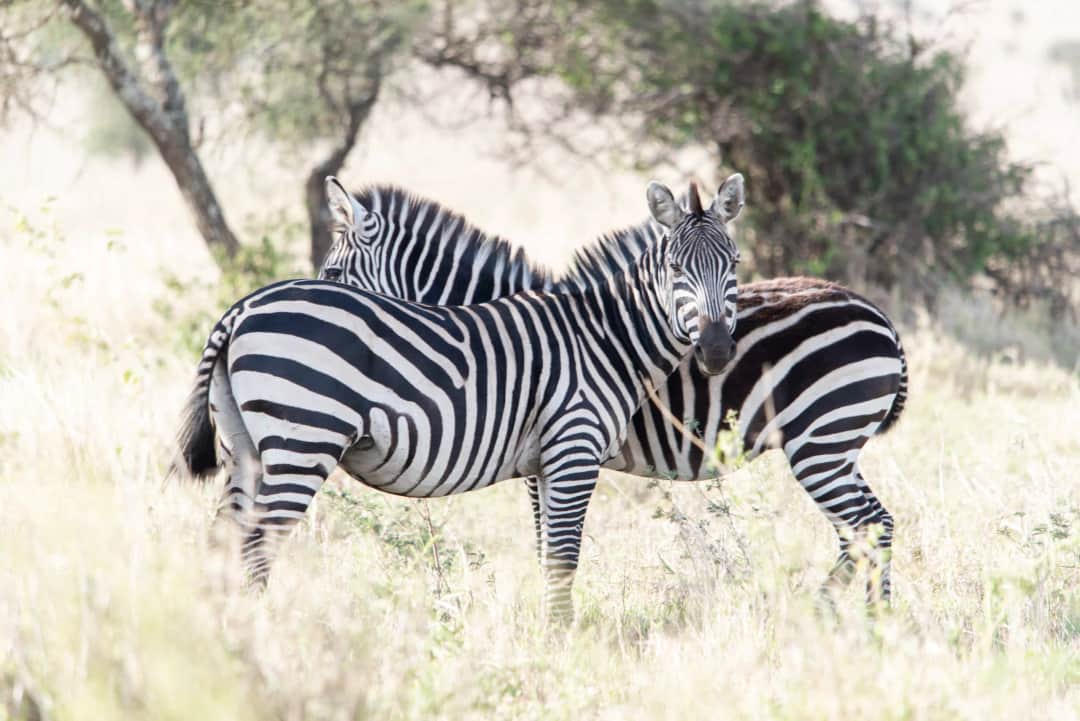  Tarangire National Park – Serengeti National Park