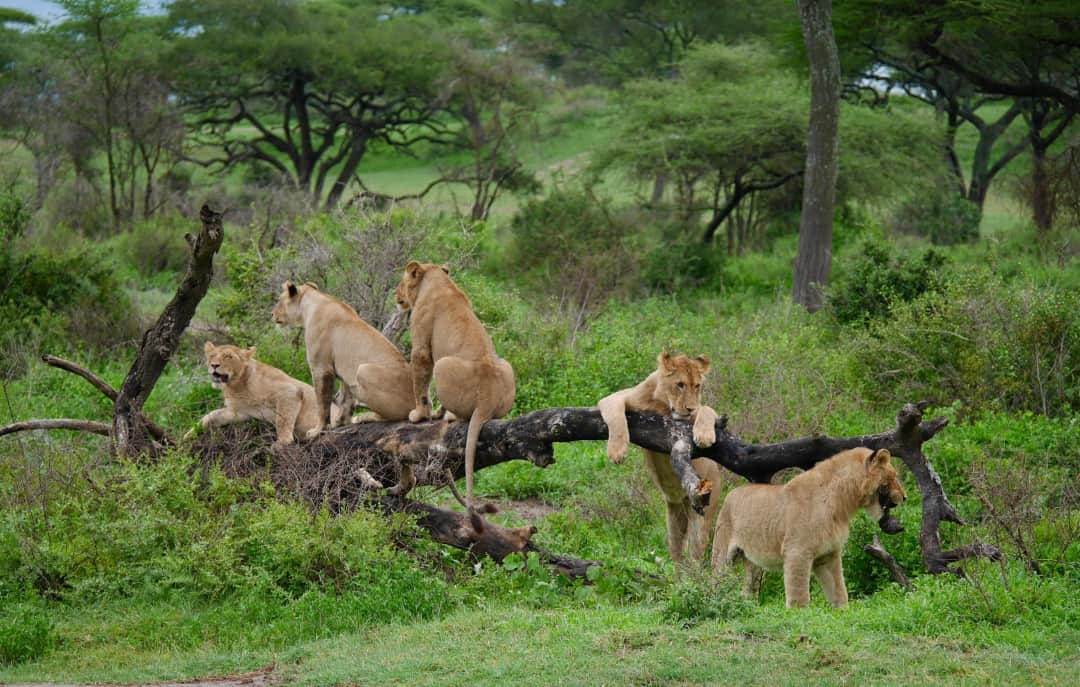  Arusha - Serengeti National Park