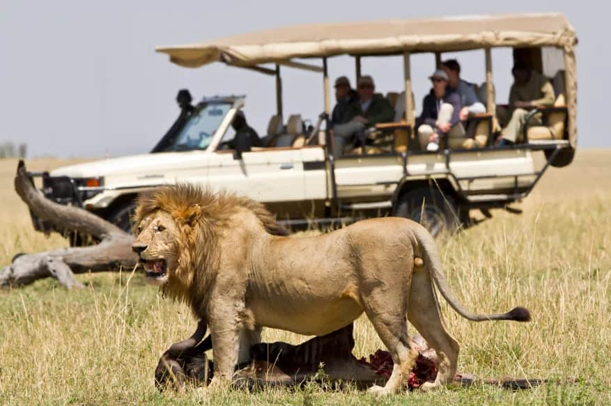 Full Day Serengeti National Park Game Drives