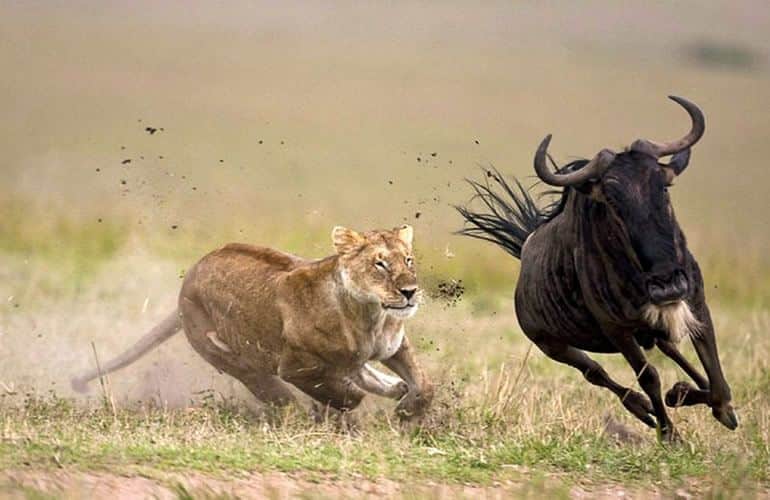 Serengeti Morning Game Drive → Ngorongoro
