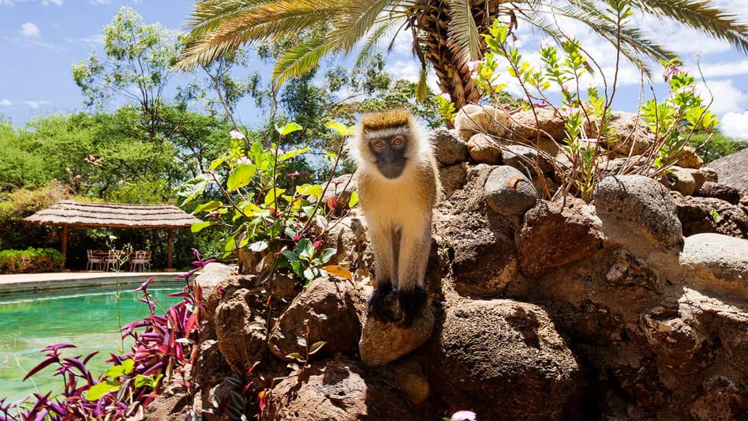 Amboseli Sopa Lodge