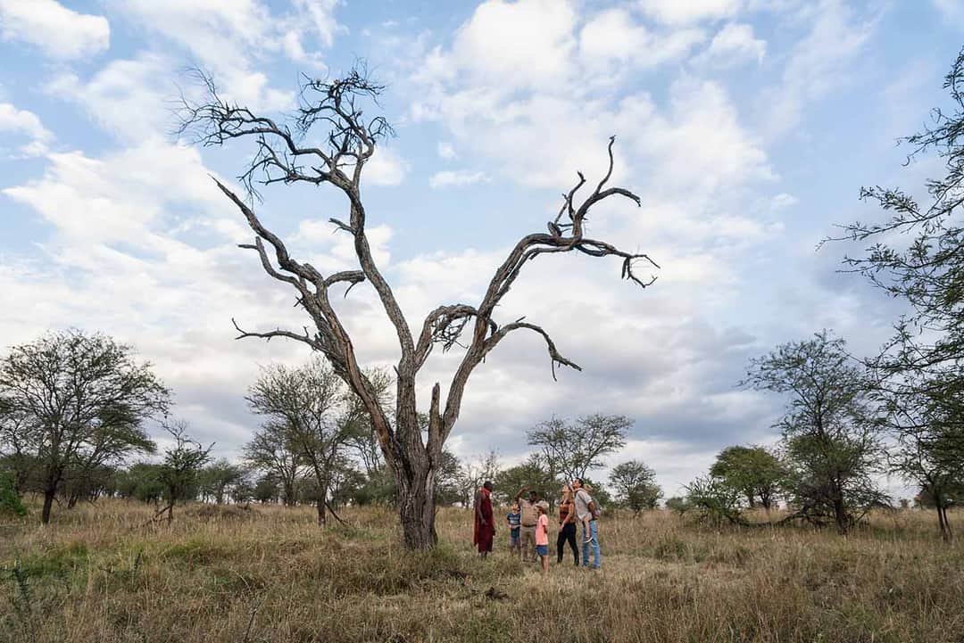 Matawi Serengeti Camp