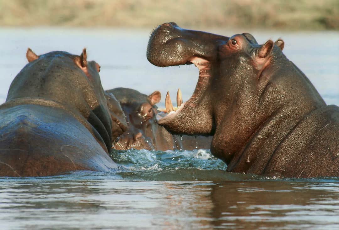 6-Day Northern Circuit Safari: Big Five & Cultural Immer photo 3