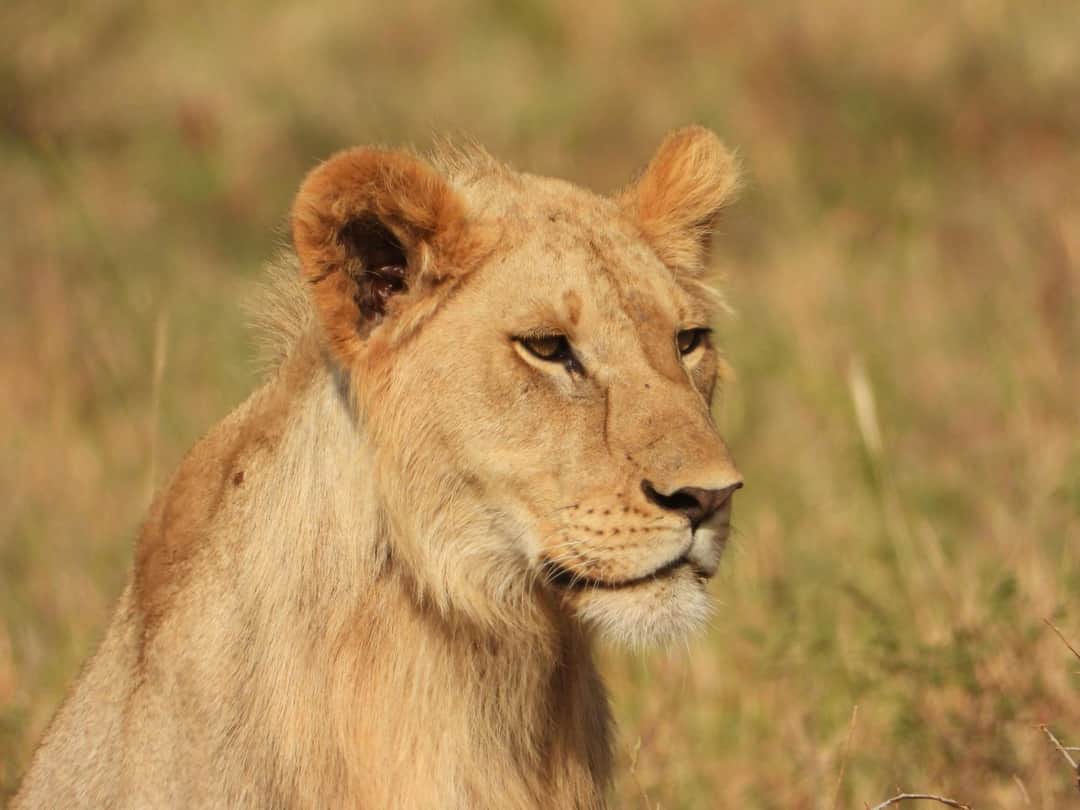 4-Day Whispers of Love in the Wild photo 5