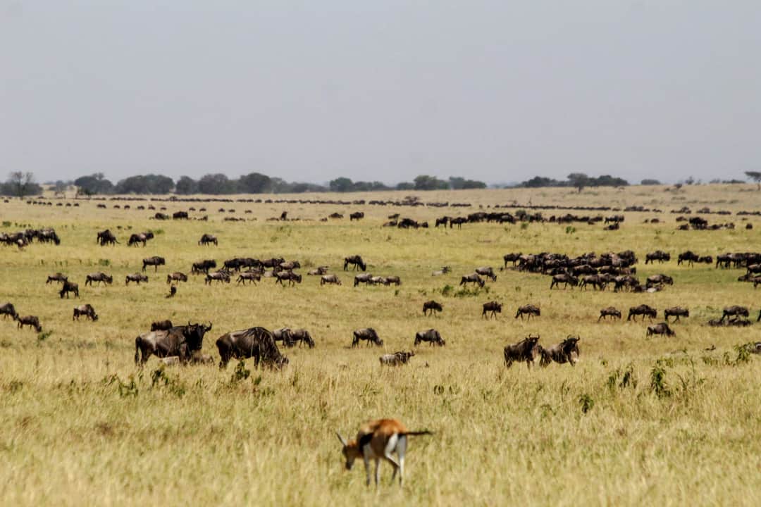 Alfamale Tours & Safaris photo 3