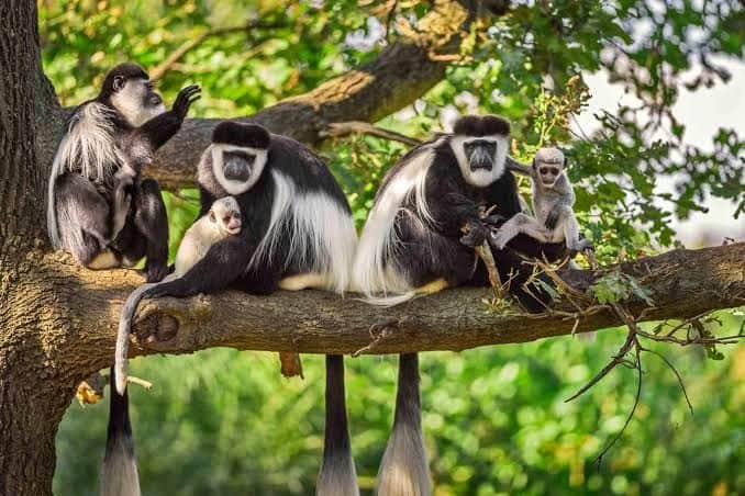 8-Day 5 Parks Safari with Hadzabe Culture & Coffee Tour photo 4