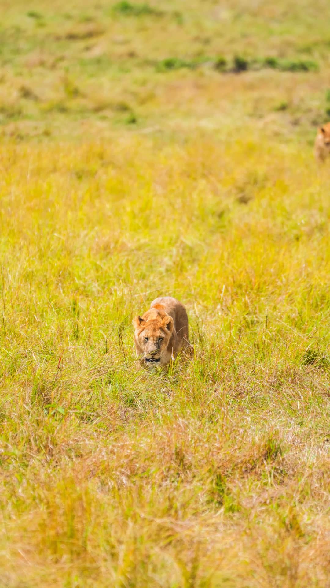 Masai mara National Reserve