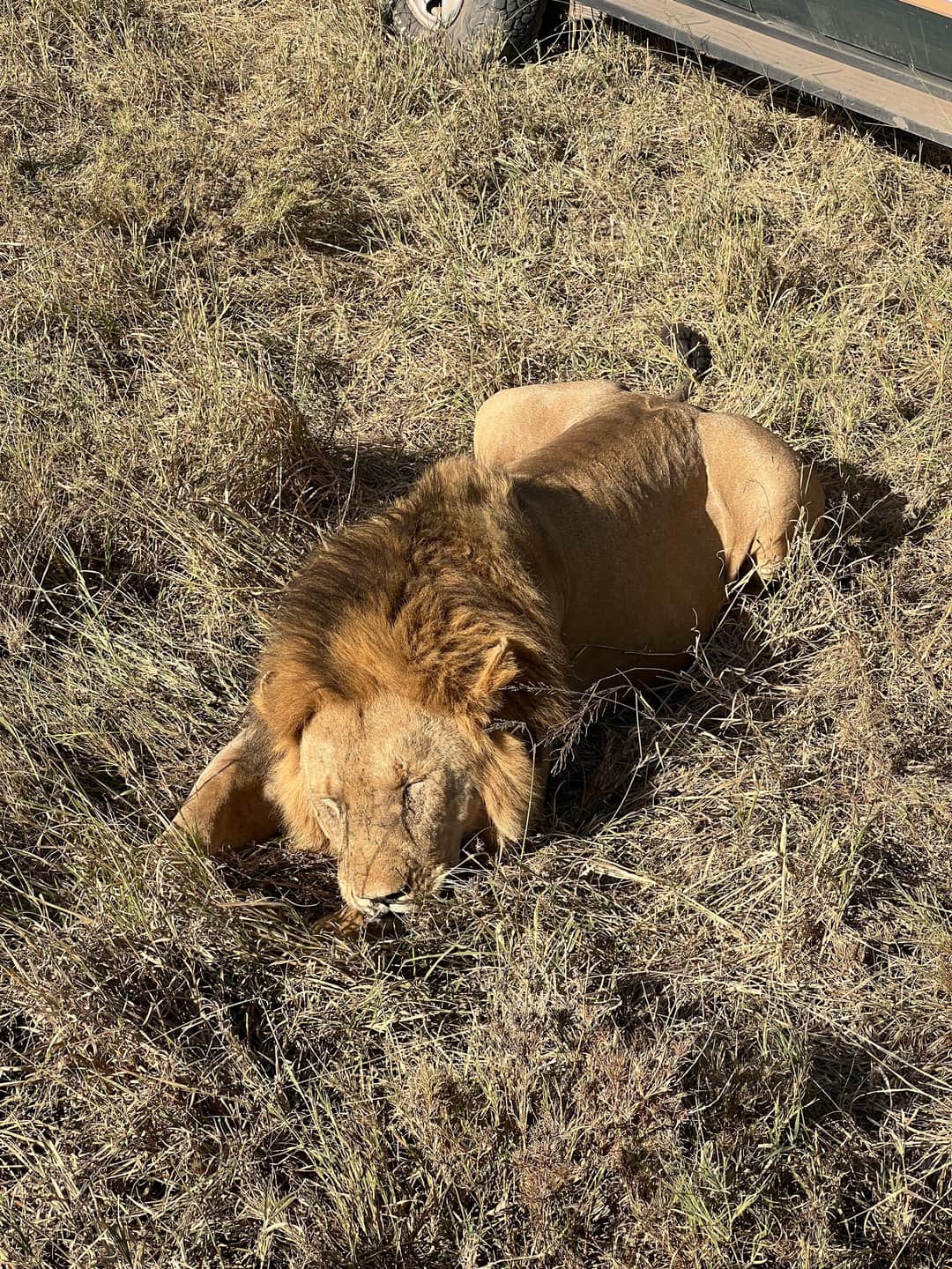Safari ya Siku 4 ya Uhamaji wa Nyumbu, Serengeti Magharibi (Mei-Julai)