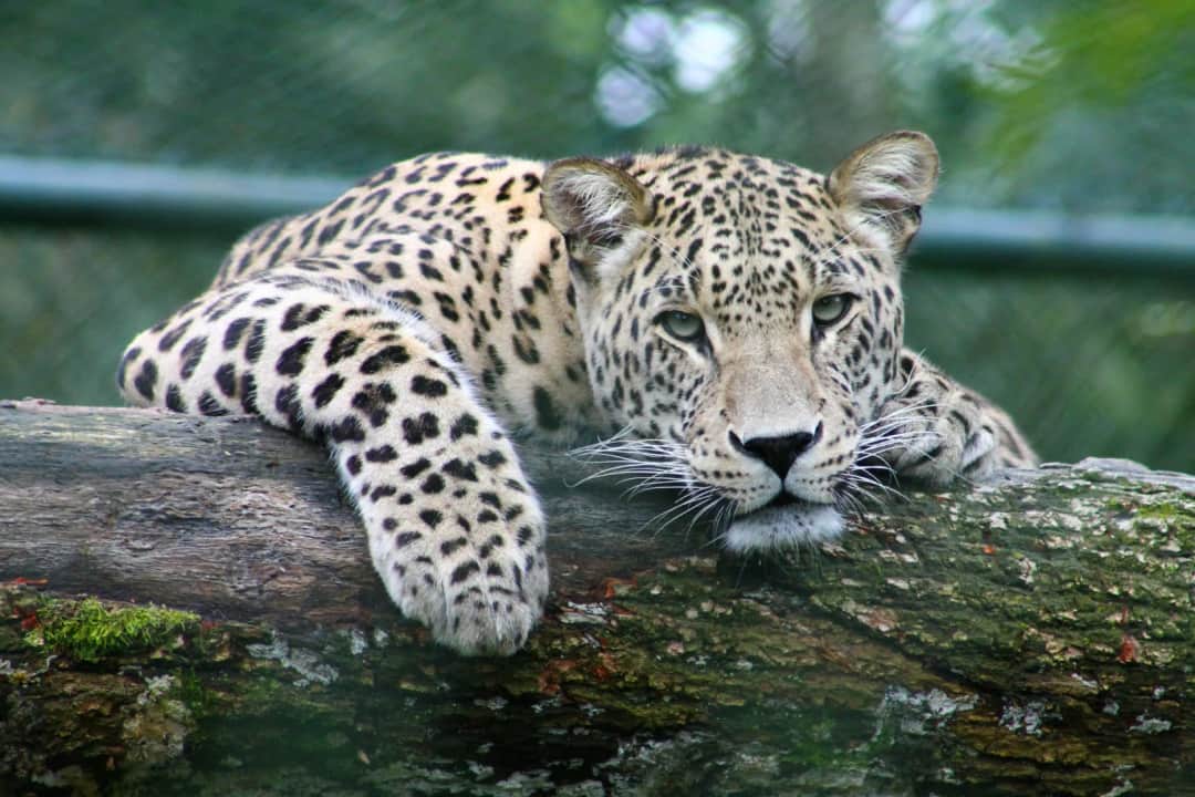 3-Day Love & Legacy (Serengeti & Crater Escape) photo 6