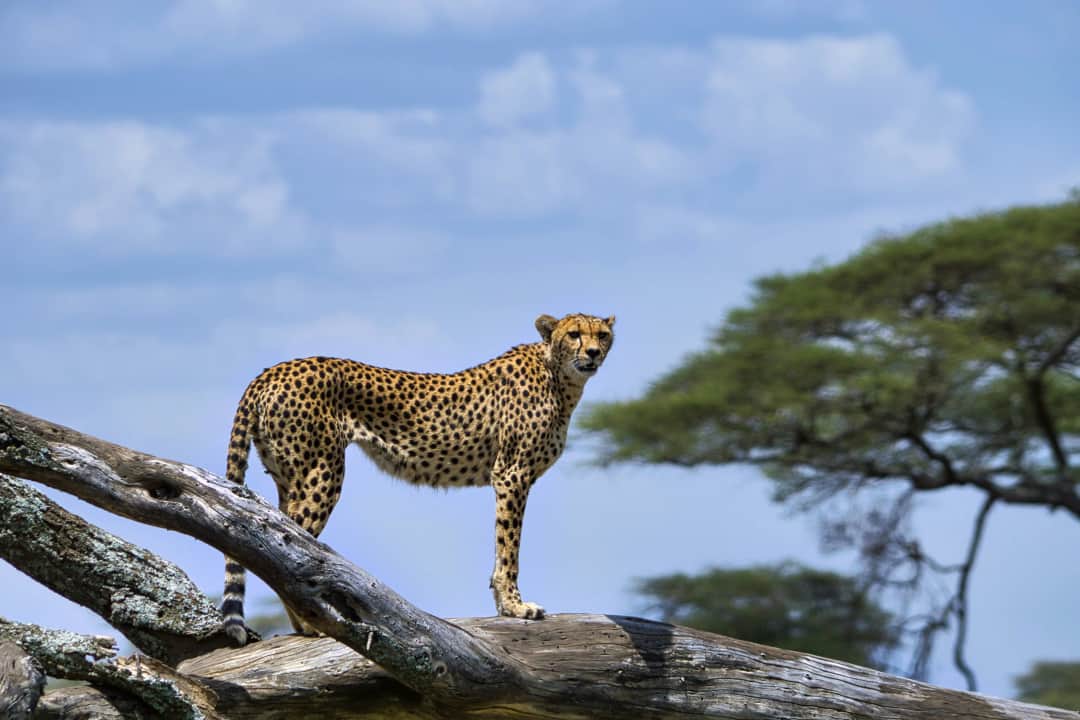 Serengeti National Park – Ngorongoro Conservation Area 