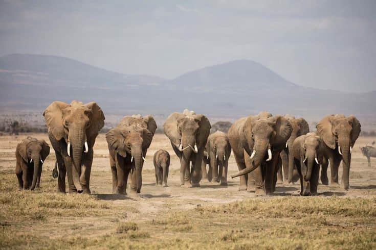 3-Day Zanzibar to Northern Tanzania Midrange Safari photo 5