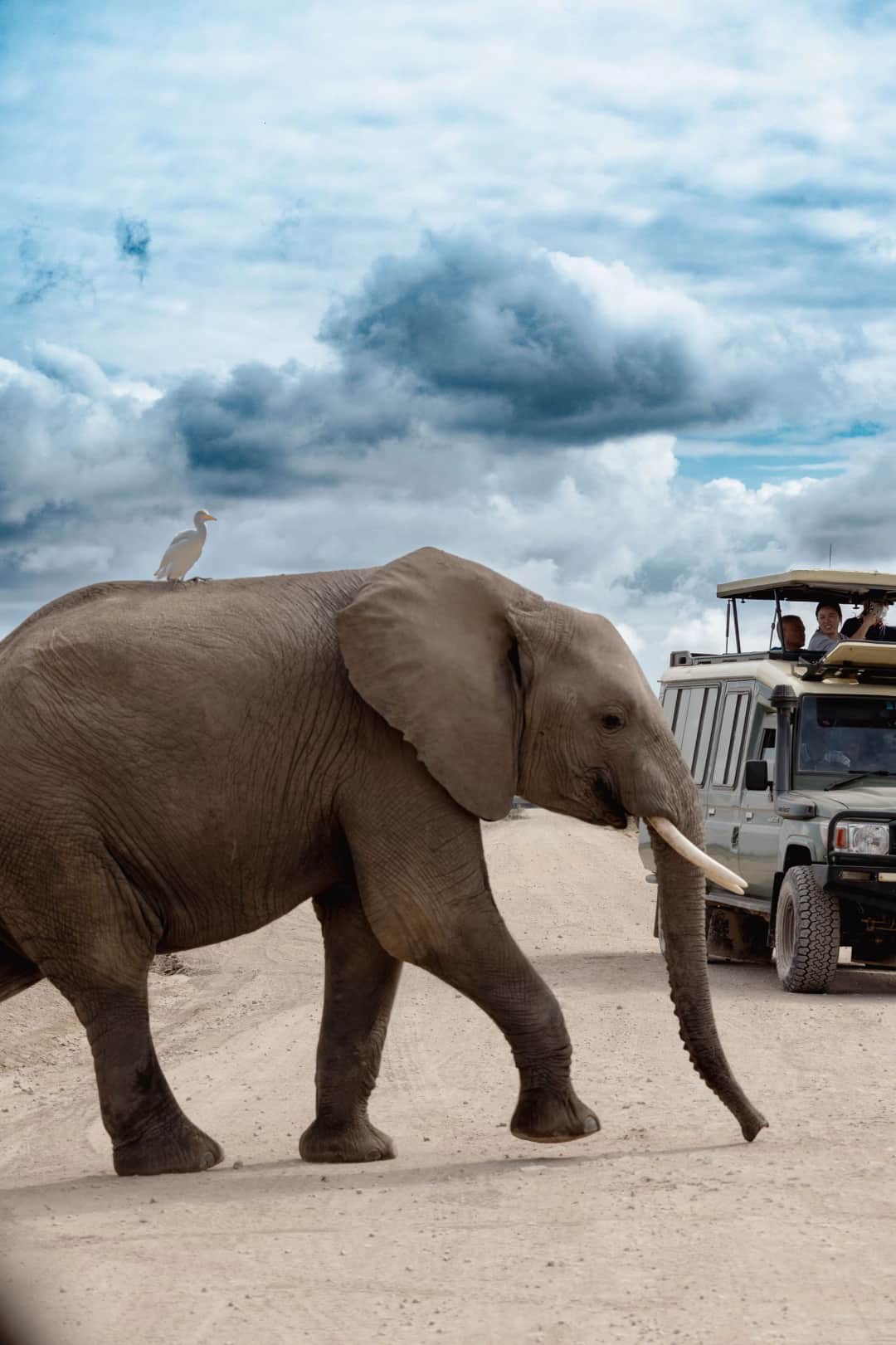1-Day Tarangire National Park Wildlife Safari photo 3