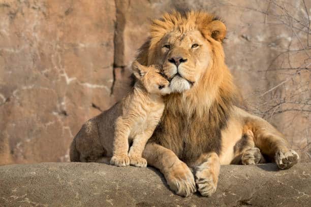 Maasai Mara, Full Day Game Drive