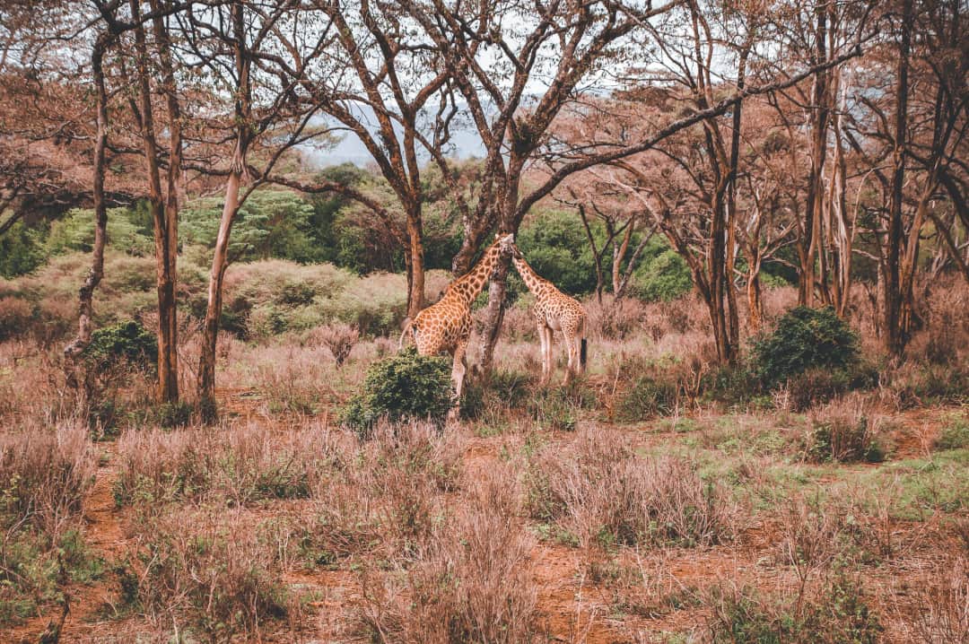 Lake  Naivasha  Day Trip