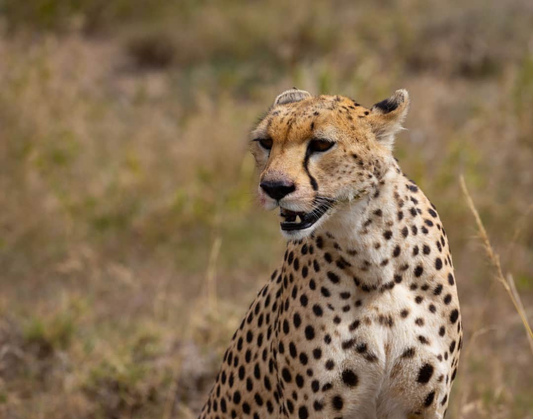 10-Day Kenyan Safari photo 1