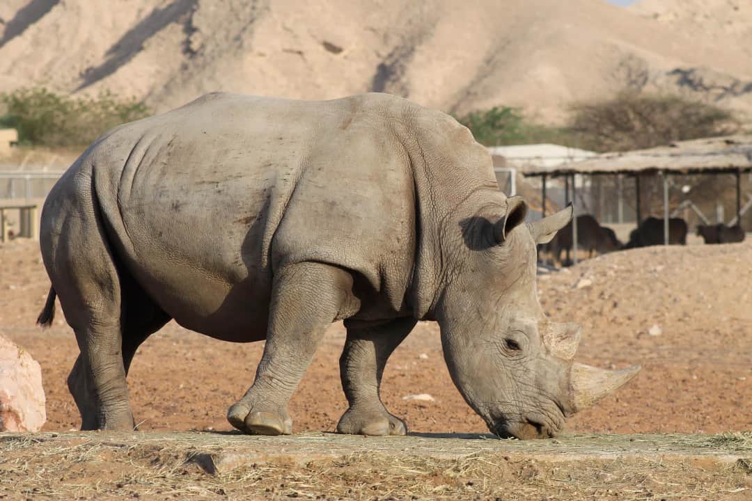 Von Arusha zum Tarangire Nationalpark – Pirschfahrt