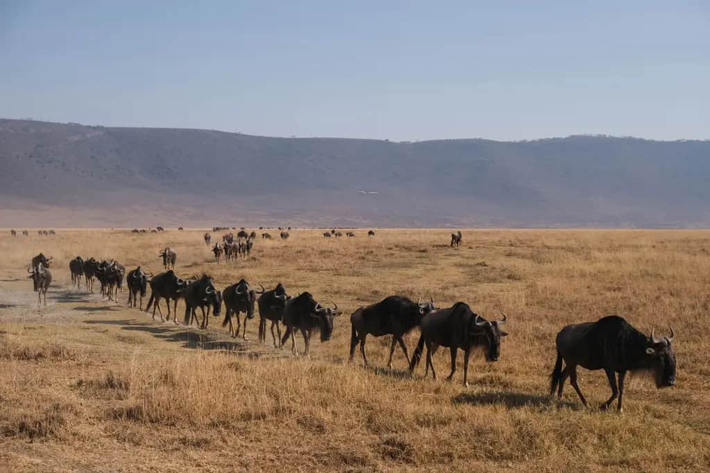 Serengeti