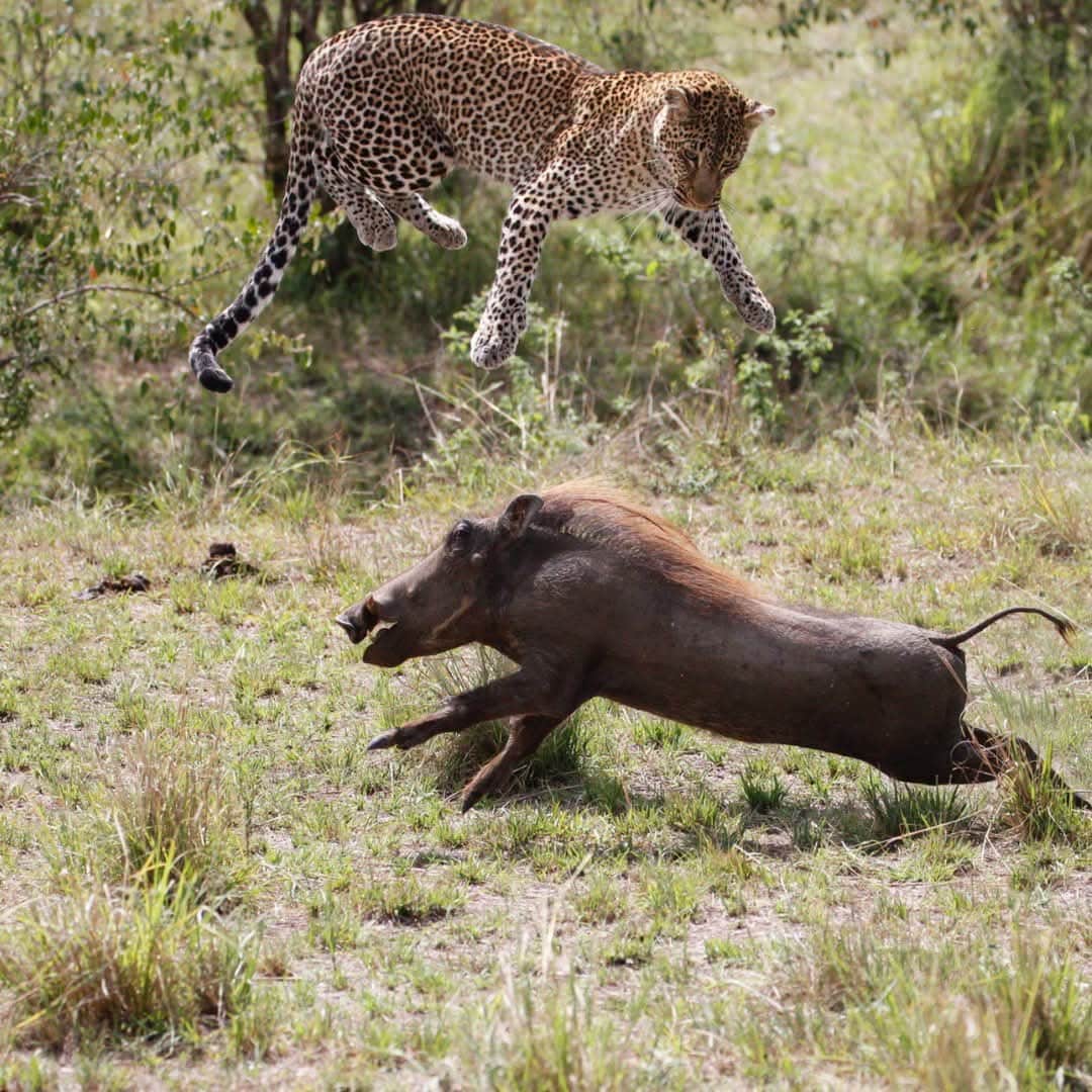 Safari ya Siku 2 kwa Ndege hadi Hifadhi ya Taifa ya Nyerere kutoka Zanzibar photo 3