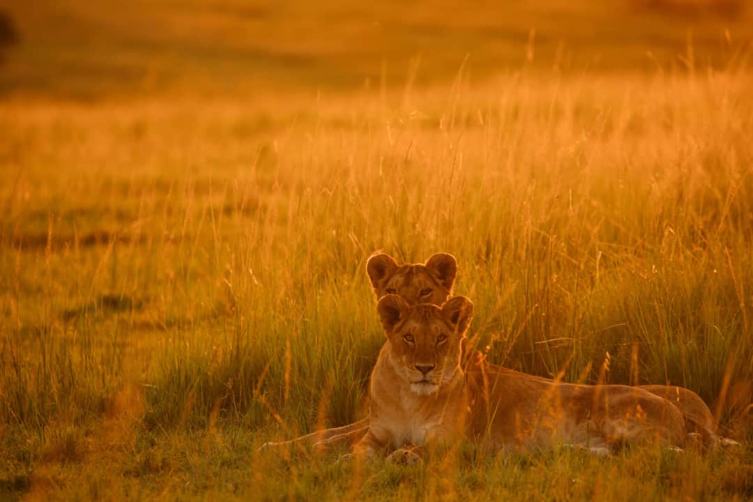 Serengeti Full Day Game Drive  