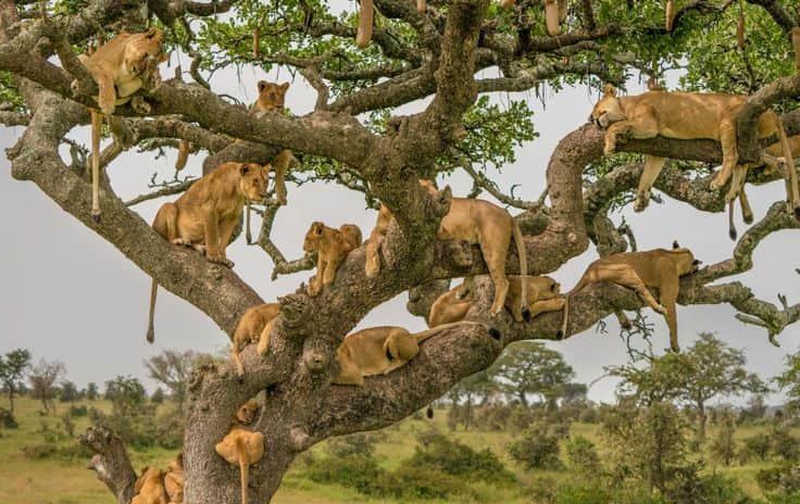 3-Day Love & Legacy (Serengeti & Crater Escape)
