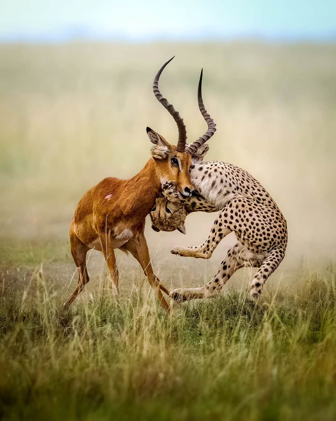11-Day Mount Kilimanjaro and Tanzania Wildlife Safari photo 4