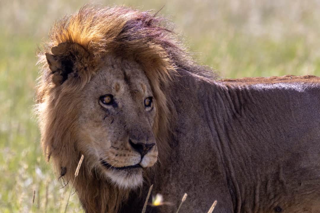 Serengeti National Park