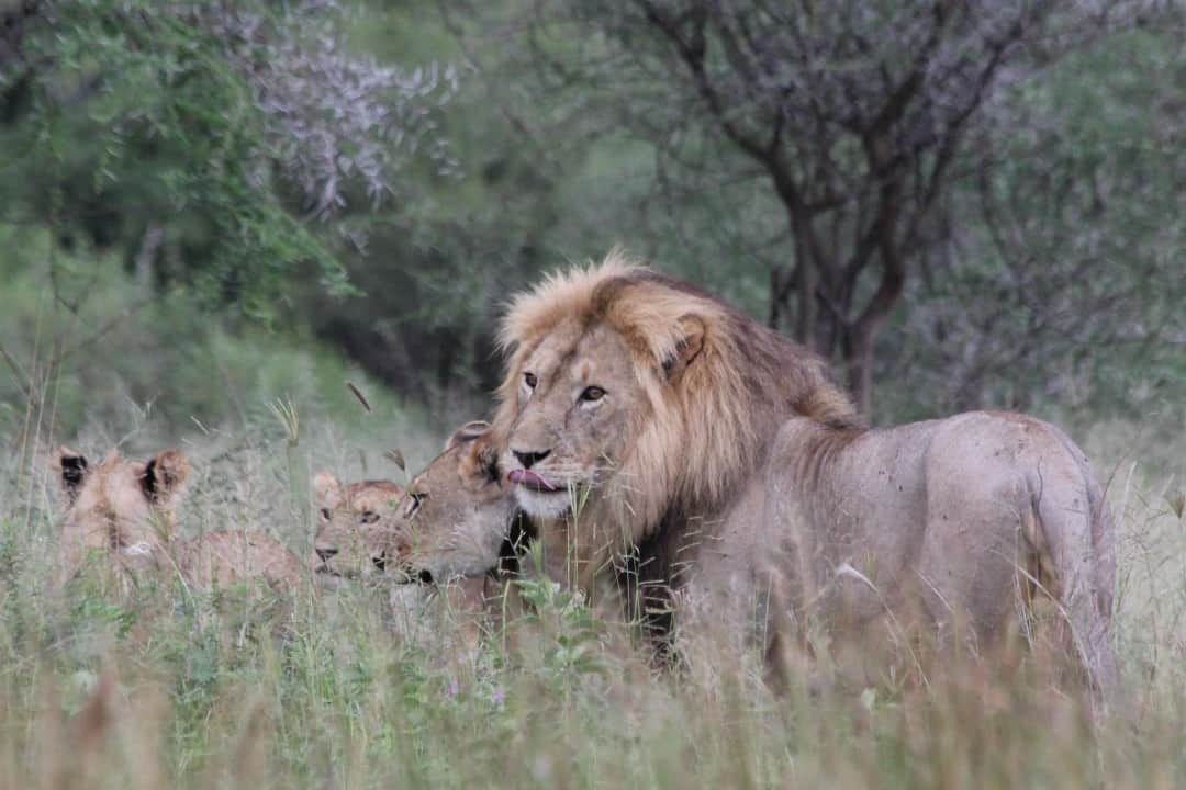 5-Day Ndutu Spectacular Migration Dec-Apr photo 1