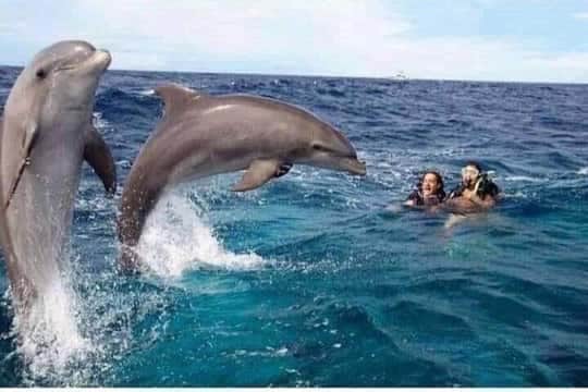 1-Day Mnemba Dolphin & Snonkling Tour photo 2