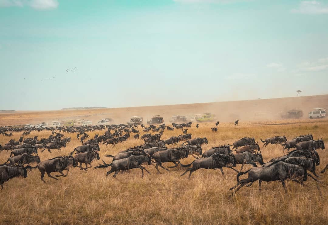 6-Day Mara, Serengeti & Ngorongoro in One Epic Journey