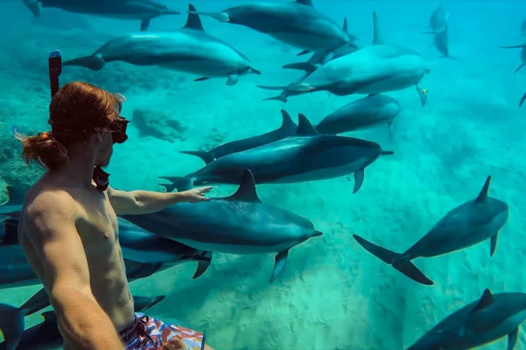 1-Day Mnemba Boat Trip and Dolphin Snorkel Adventure