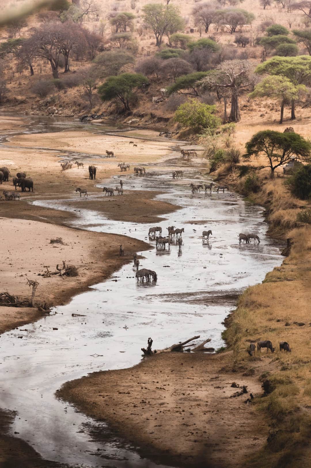 FLY FROM ARUSHA TO ZANZIBAR - TARANGIRE NATIONAL PARK